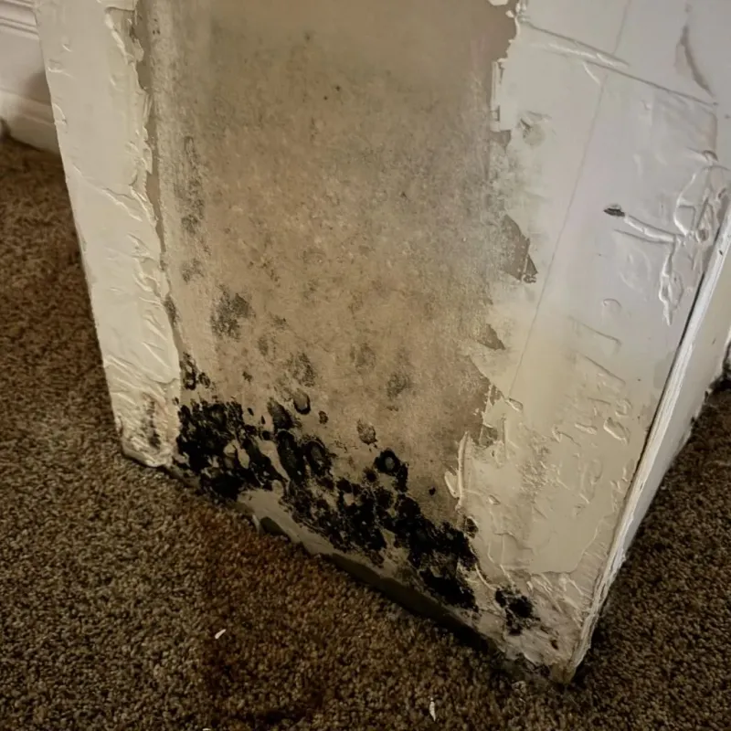 Professional Mold Removal in Wake Village, TX